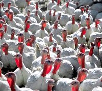 US: ERS forecasts production increases in poultry and eggs