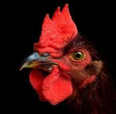 EU: €34 mln to fight poultry diseases in 2008
