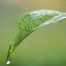 IPE/IFE exhibitors go â€œGreenâ€