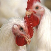 UK: poultry industry to have more say