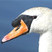 H5N1 virus strikes the UK again
