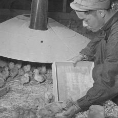 Proper training for poultry workers necessary