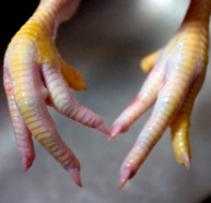Chicken feet bring profit to Turkey poultry producers