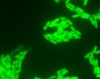 E. Coli: the source of the ‘next biofuel’
