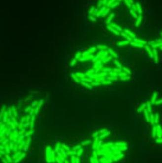 E. Coli: the source of the ‘next biofuel’