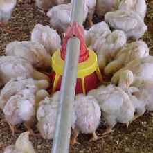 New poultry feed mill for Pilgrim’s Pride