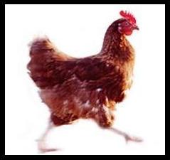 Dinner plate chickens couldn’t walk, says research