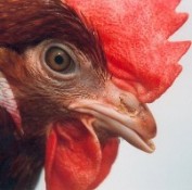Bird flu virus – a mass murderer