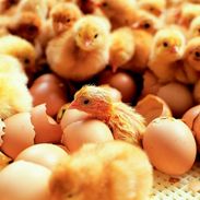 New hatchery built in the Netherlands