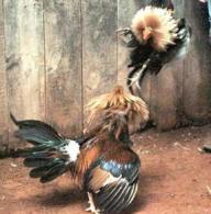 Largest cockfighting ring discovered, 1,200 birds euthanized