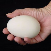 BPC challenges RSPCA claims on chicken buying habits