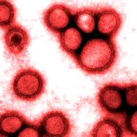 11% of meat contaminated with MRSA bacteria