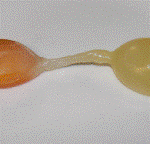 Rare chicken egg to be sold on eBay