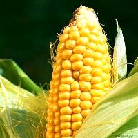 Poultry feed prices will increase more