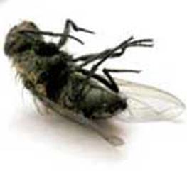 Flies and Salmonella: dangerous duo in poultry houses