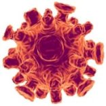 New approach: a step closer to developing H5N1 vaccine