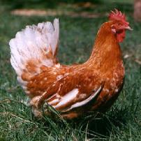 Poisonous dioxins higher in backyard chickens