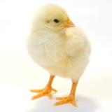 New prebiotic insight – protecting birds from Salmonella