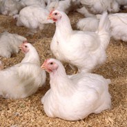 New technologies to boost health of poultry