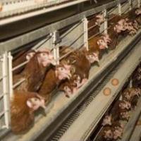 Animal Welfare Act set for November ballot, California