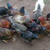 WHO reports on global trends in bird flu infections