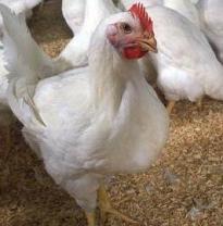Location announced for US plant powered by poultry litter