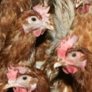 Linking amino acids and trace minerals to feathers in layers