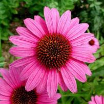 Sharp increase in use of plant extracts