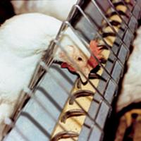 Debate and uncertainly surrounds animal feed rules