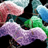 Poultry pathogen resistant to antibiotic