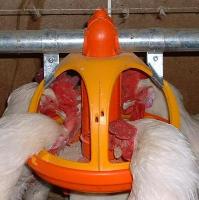 LuctaromÂ® Convert to increase fat digestibility in poultry