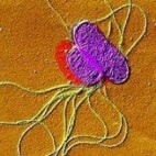 Salmonella in garden birds responsive to antibiotics