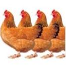 EFSA looking deeper into animal cloning