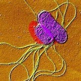 Consumer group faults top poultry processors on Salmonella