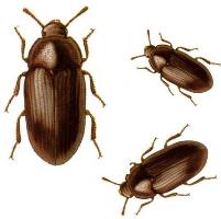 Getting rid of darkling beetles with new insecticide