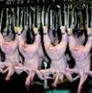 Food defense – USDA surveys poultry slaughter plants