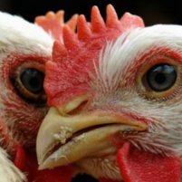 DEFRA publishes report on UK bird flu case