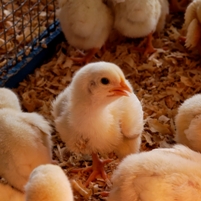 Cameroon purchases Israeli heat resistant chickens
