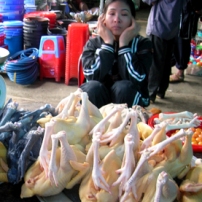 New HK law forbids overnight stocking of live chicken