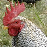 Commission presents results of Eurobarometer on Avian Flu