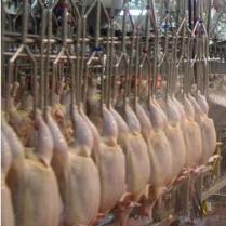 Abu Dhabi home to new poultry and meat processing plant