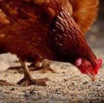 Aus: National definition of free-range necessary