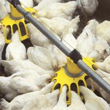 Brazil, world’s second-largest chicken producer