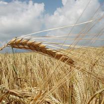 US grain production down in 2008
