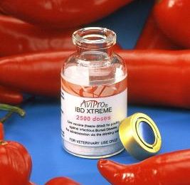 ‘Hot’ vaccine effective against IBD in poultry