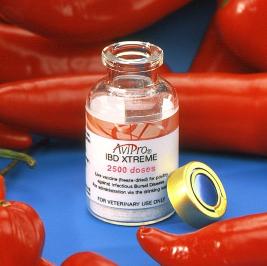 ‘Hot’ vaccine effective against IBD in poultry