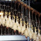 US packaged-food company urges humane poultry slaughter