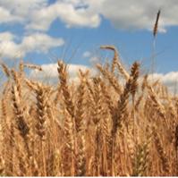 Grain prices down, poultry processor stocks up