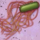 GBP1.5 million grant to fund research into Salmonella