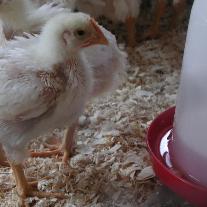 Liquid launched to boost vit D3 and calcium in layers and broilers